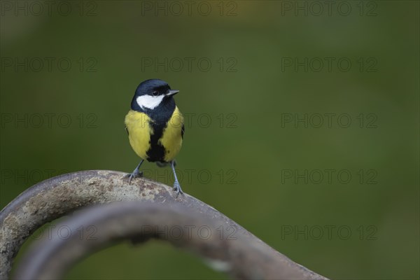 Great tit