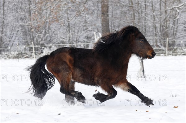 Young Icelandic horse