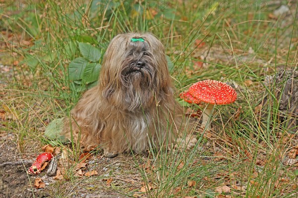 Lhasa Apso sits next to toadstool