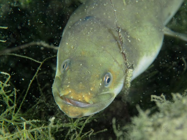 Portrait of European eel
