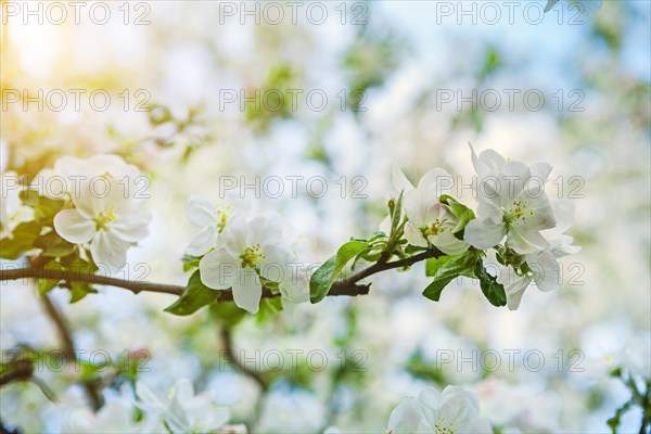 Blossoming branch of an apple tree