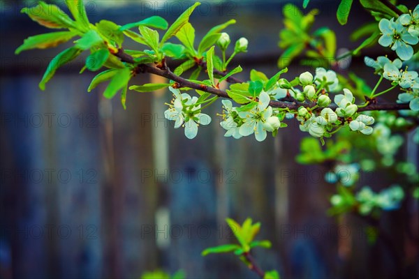 Blossoming branch of cherry tree on dark background instagram style