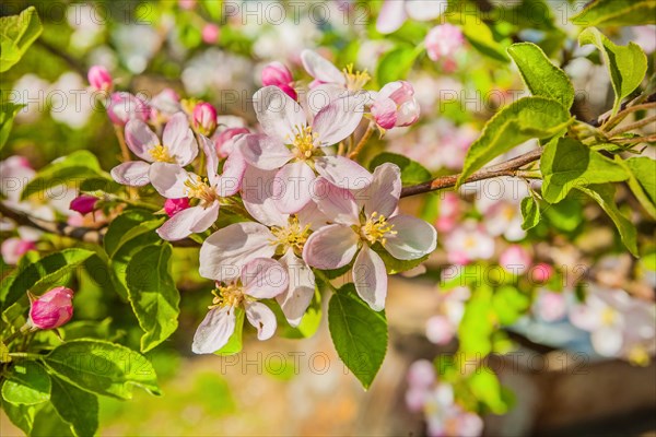 Floral background flowers of apple tree instagram style