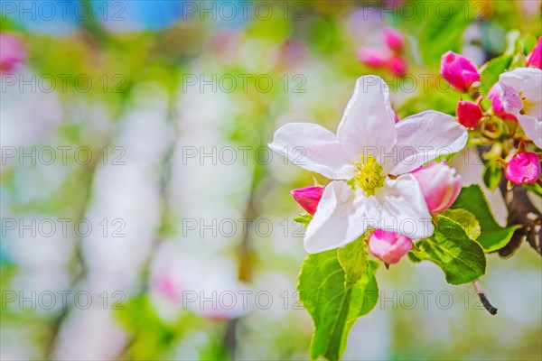 Flover of apple tree on blurred background with copyspace instagram style