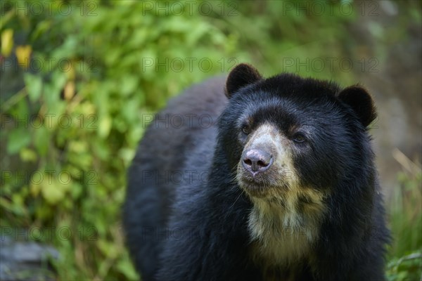 Spectacled bear