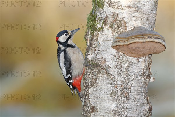 Great spotted woodpecker