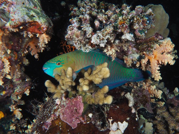 A rusty-naped parrotfish