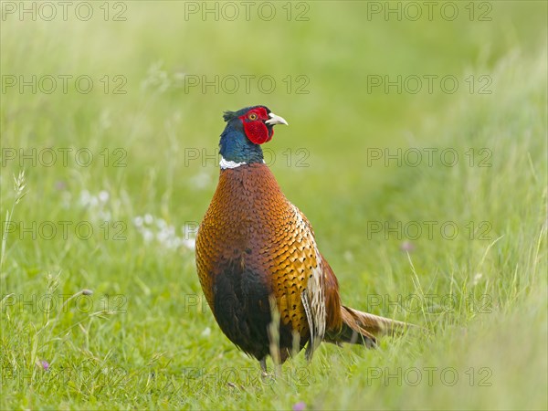 Pheasant