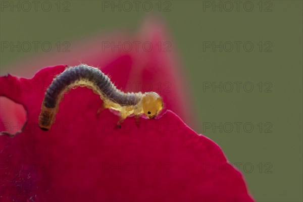 Large rose sawfly