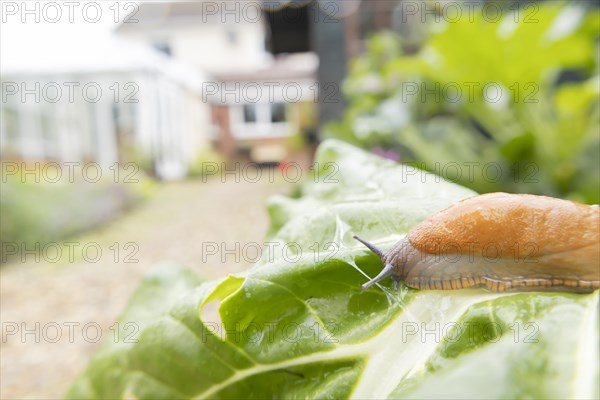 Red slug