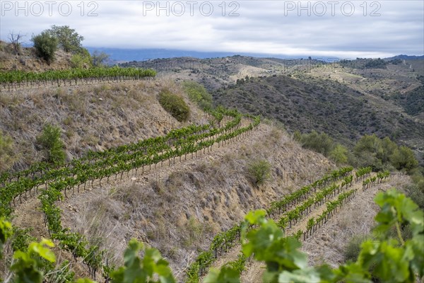 Experience stunning vineyard landscapes in the Priorat wine region