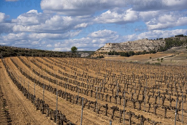 Landscape of vineyards in the Ribera del Duero appellation area in the spring in the province of Valladolid in Spain