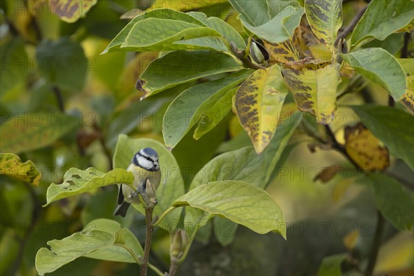 Blue tit