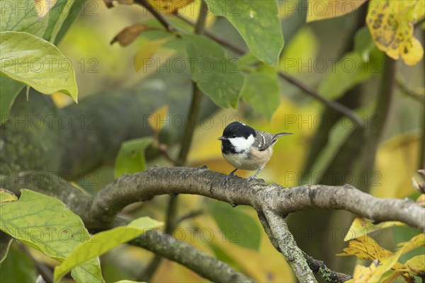 Coal tit