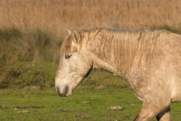 Old gray horse in the field
