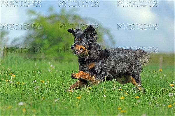 Hovawart running in meadow