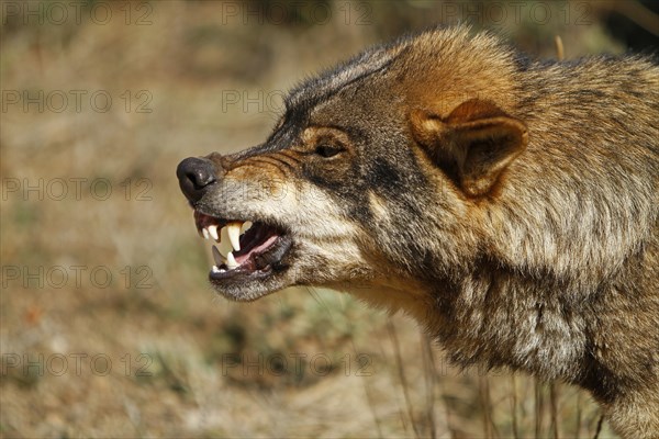 Iberian wolf