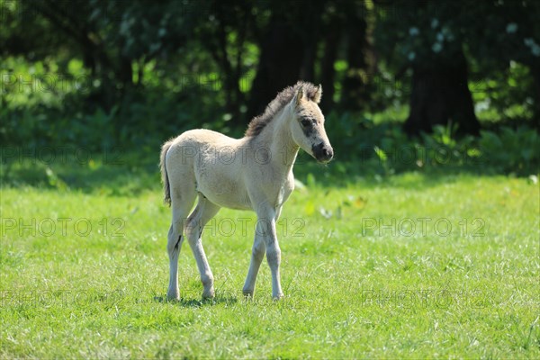 Duelmen wild horse