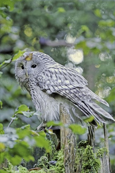 Ural owl