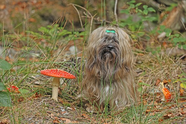 Lhasa Apso sits next to toadstool