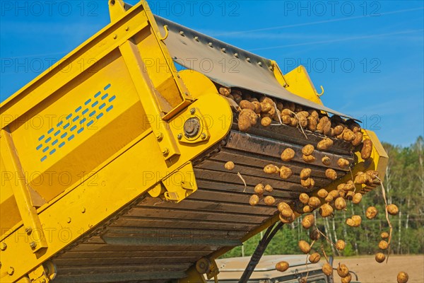 Loading potatoes during harvest