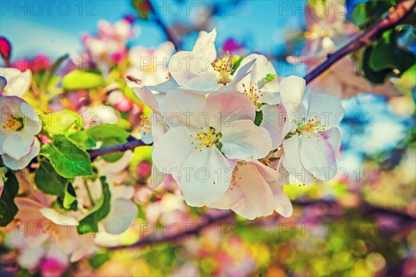 Apple tree blossom floral background inatagram style