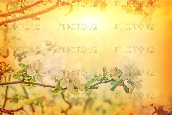 Beautiful solitude branch of blossoming apple tree on blurred sunny misty background in spring at sunrise