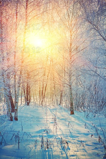 Beautiful sunrise in winter birch forest instagram style