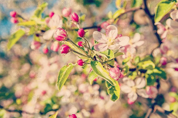 Blossom of apple tree with little flowers floral background instagram style