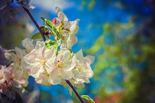 Flofers of apple tree instagram style