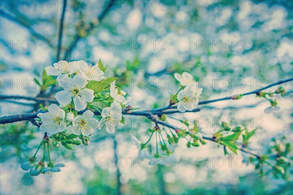 Little branch of cherry tree on blurred background close up instagram style