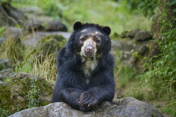 Spectacled bear