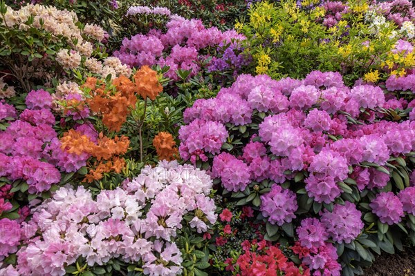 Rhododendron and azalea blossom