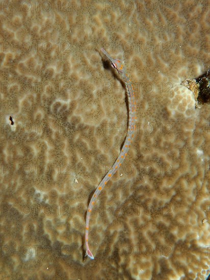 Black-breasted pipefish