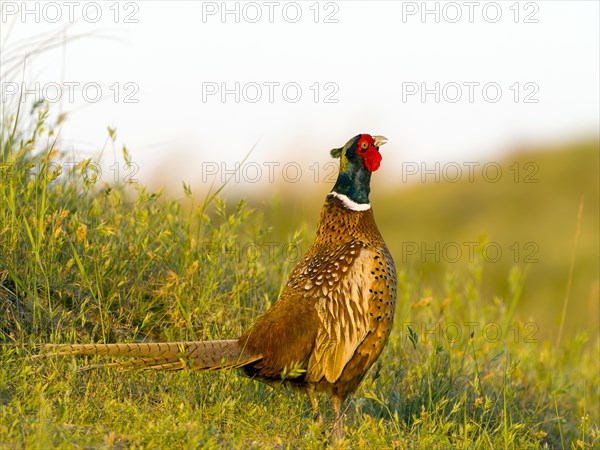 Pheasant