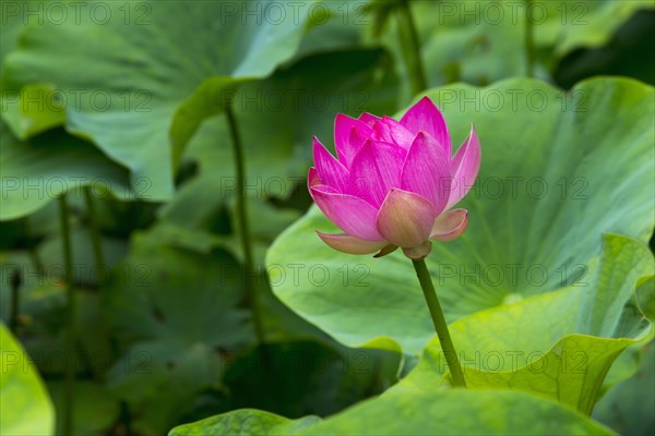 Lotus blossom