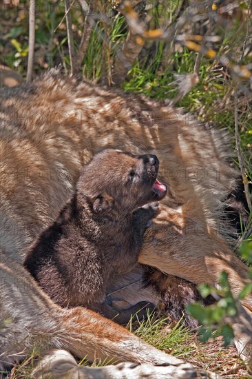 Iberian wolf