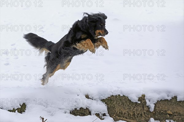 Hovawart in the snow