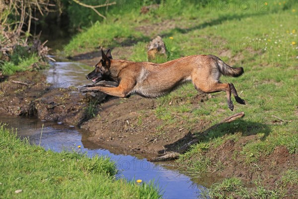 Malinois jumping