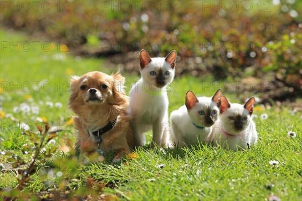 Thai cats and Chihuahua sitting