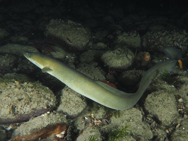 European eel