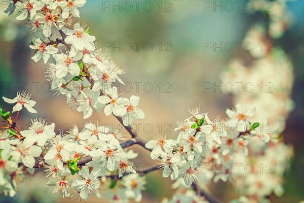 Floral background big branch of blossoming cherry tree with white flowers instagram style