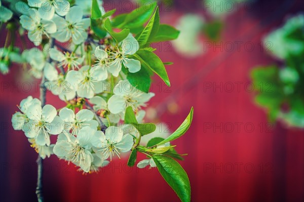 Flowers of blossoming cherry tree floral background with copyspace instagram style