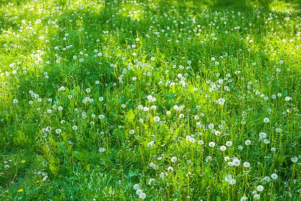 Clearing with dandelions