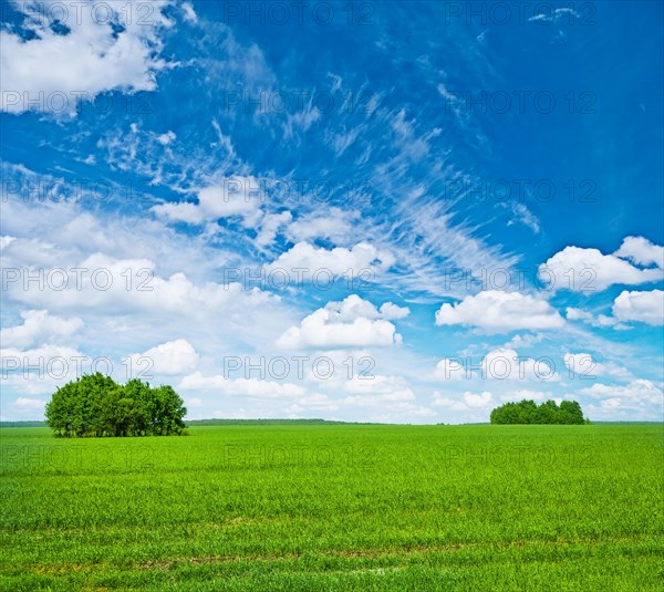 Green field with trees and blue sky