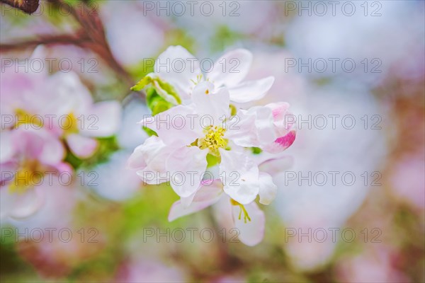 Little flover of apple tree instagram style