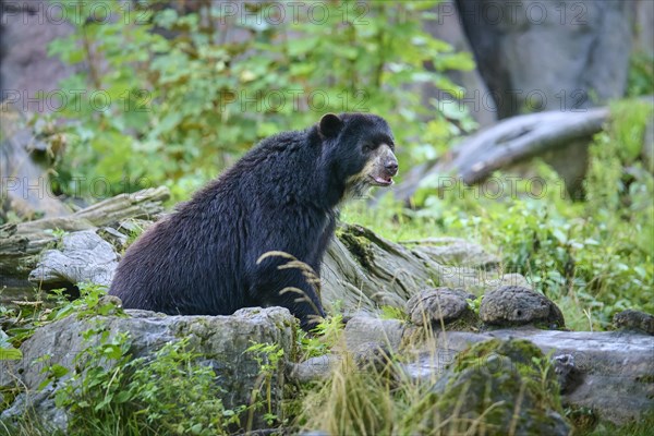 Spectacled bear