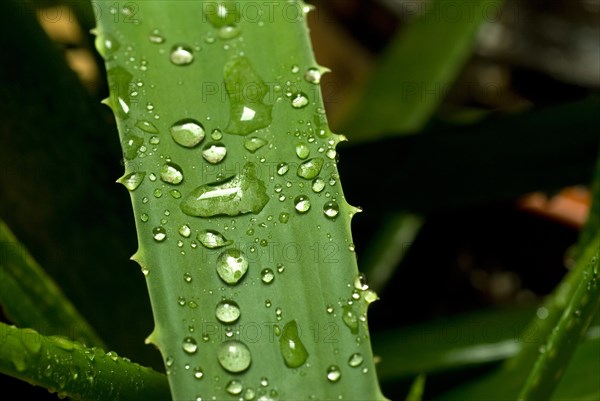 Vivid green aloe vera plant after rain close up