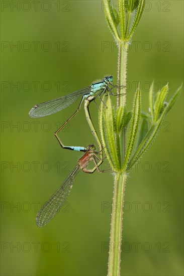 Common blue damselfly