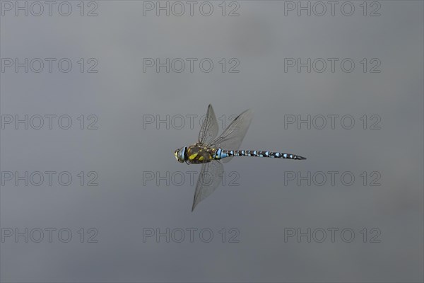 Migrant hawker